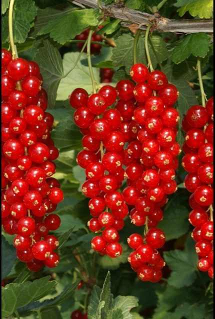 Ribes rubrum fajták - Törzses piros ribizli