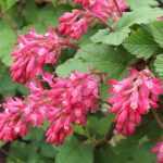 Ribes sanguineum 'King Edward VII' - Vérvörös ribiszke