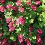 Ribes sanguineum 'Pulborough Scarlet' - Nagy méretű vérvörös ribiszke