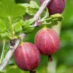 Ribes uva-crispa fajták -