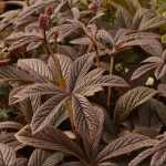 Rodgersia  'Bronze Peacock'  (Bronzlevelű tópartifű)