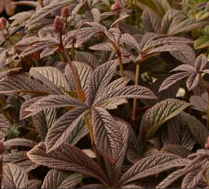 Rodgersia  'Bronze Peacock'  (Bronzlevelű tópartifű)