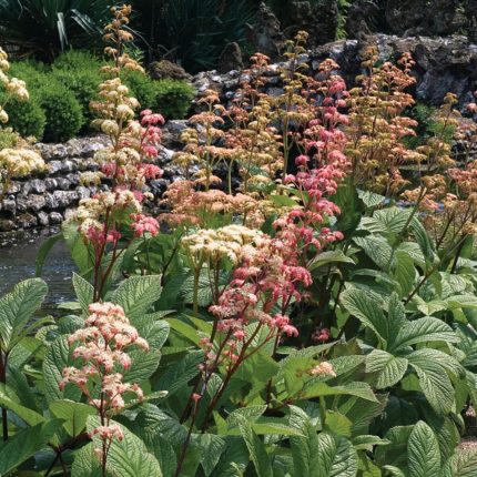Rodgersia aesculifolia (Nagytermetű tópartifű)