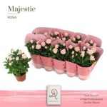 Rosa AM INF SOFT PINK