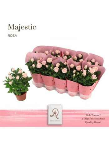 Rosa AM INF SOFT PINK