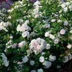 Rosa 'Aspirin-Rose'