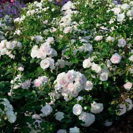 Rosa 'Aspirin-Rose'