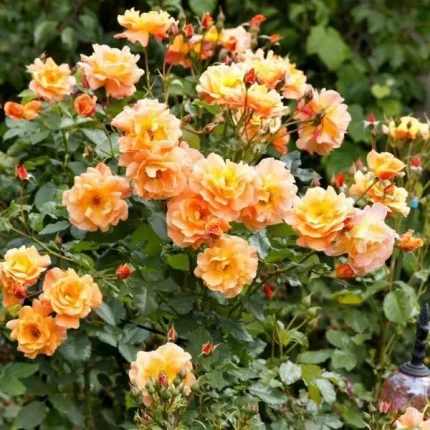 Rosa 'Bessy'
