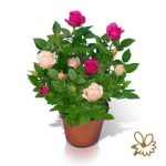 Rosa CLASSIC STAR 2 SZÍNŰ