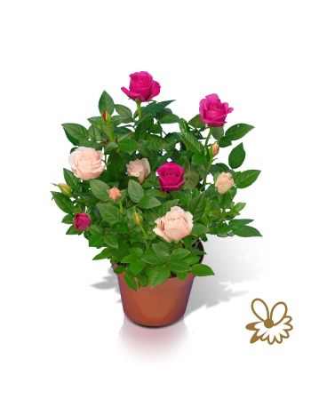 Rosa CLASSIC STAR 2 SZÍNŰ