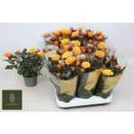 Rosa FIREBIRD KORD GR