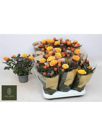 Rosa FIREBIRD KORD GR