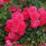 Rosa 'Gärtnerfreude'