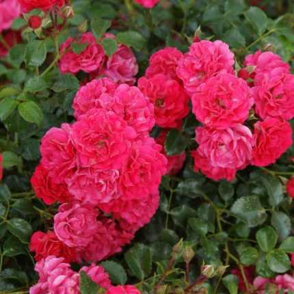 Rosa 'Gärtnerfreude'