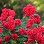Rosa 'Rote The Fairy' -