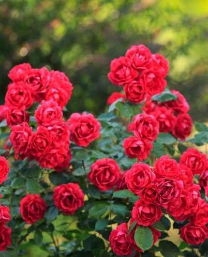 Rosa 'Rote The Fairy' -