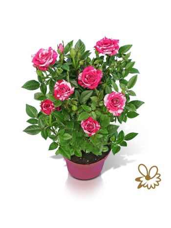 Rosa TU TWIN COLOUR ST