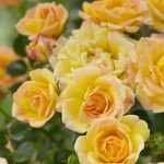 Rosa 'Yellow Fairy' -