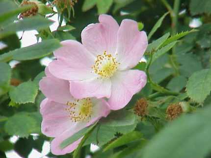 Rosa canina - Gyepűrózsa
