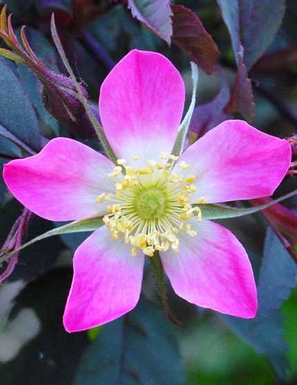 Rosa glauca - Vöröslevelű rózsa