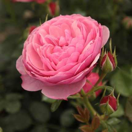Rosa miniature 'Pink' - Rózsaszín teltvirágú talajtakaró rózsa