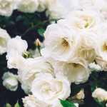 Rosa miniature 'White' - Fehér teltvirágú talajtakaró rózsa