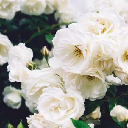Rosa miniature 'White' - Fehér teltvirágú talajtakaró rózsa