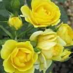 Rosa miniature 'Yellow' - Sárga talajtakaró rózsa