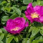 Rosa rugosa - Japán rózsa