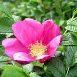 Rosa rugosa 'Pink Roadrunner'® - Telt virágú japán rózsa