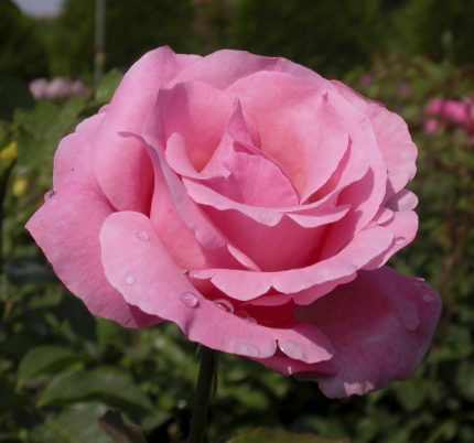 Rosa sp.  - Bokor rózsa