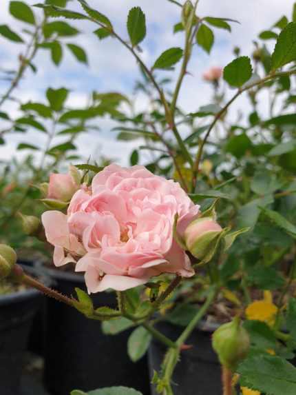 Rosa sp. (mini rózsaszín) -