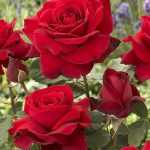 Rosa sp. törzses - Bokor rózsa