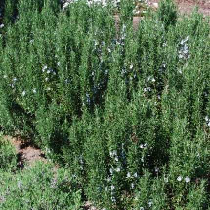 Rosmarinus officinalis (Illatos rozmaring)