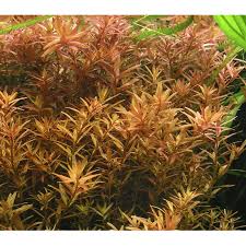 Rotala rotundifolia akváriumi növény
