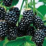 Rubus fruticosus 'Glorniwa' -
