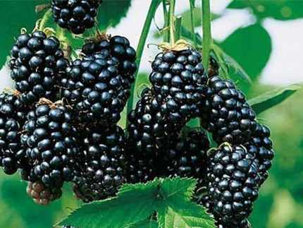 Rubus fruticosus 'Glorniwa' -