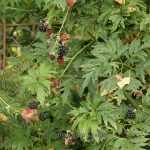 Rubus fruticosus 'Thornless Evergreen' -