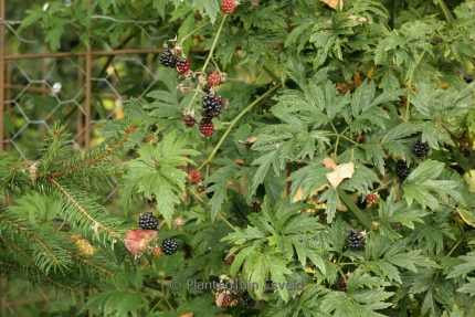 Rubus fruticosus 'Thornless Evergreen' -