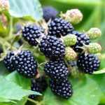 Rubus fruticosus 'Triple Crown' -