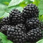 Rubus fruticosus  fajták - Tüskementes szeder