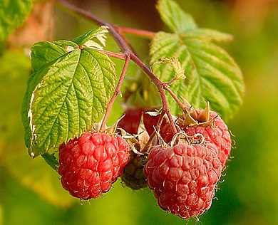 Rubus idaeus 'Przehyba' - Przehyba málna