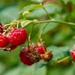 Rubus idaeus fajták - Málna