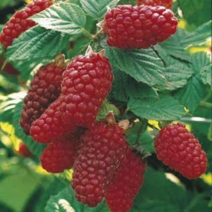 Rubus 'Buckingham Tayberry' -