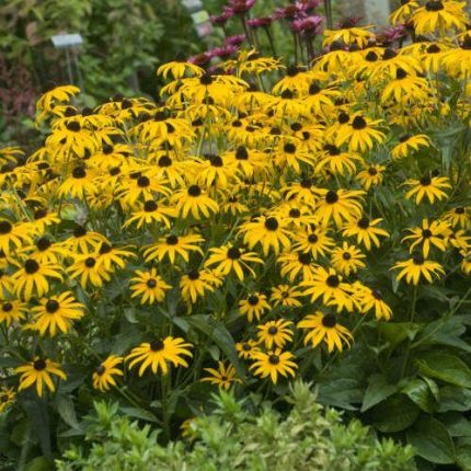 Rudbeckia fulgida 'City Garden' (Pompás kúpvirág)