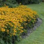 Rudbeckia fulgida 'Goldsturm' (Pompás kúpvirág)