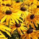 Rudbeckia fulgida var. Deamii (Pompás kúpvirág)