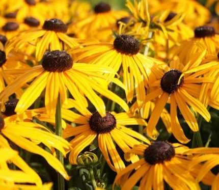 Rudbeckia fulgida var. Deamii (Pompás kúpvirág)