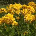Rudbeckia laciniata 'Goldquelle' (Magas kúpvirág)