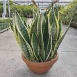 SANSEVIERIA FUTURA TÁL